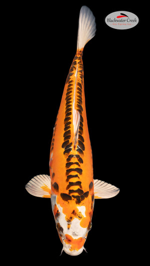 Doitsu Kujaku 15 inches [EB6-4226-49]