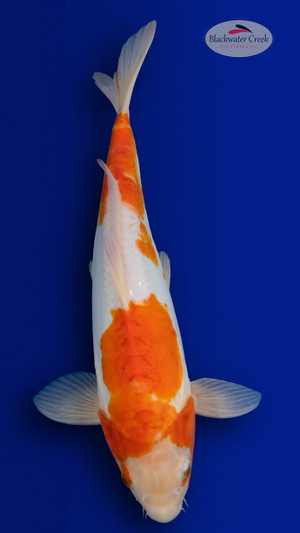 Doitsu Kohaku 13 inches [EB10-4226-57] - Blackwater Creek Koi Farms