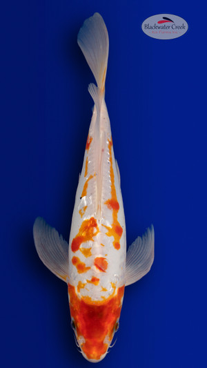 Doitsu Kohaku 14 inches [EB7-4226-60]