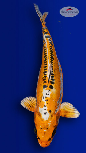 Doitsu Kohaku 13 inches [EB10-4226-57] - Blackwater Creek Koi Farms
