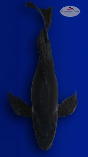 Karasu 17 inches [EB11-4226-72]