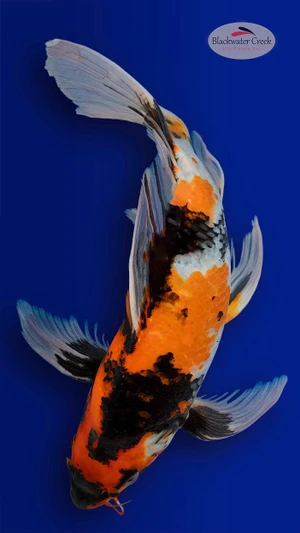 Showa 15 inches [EB11-4226-75]