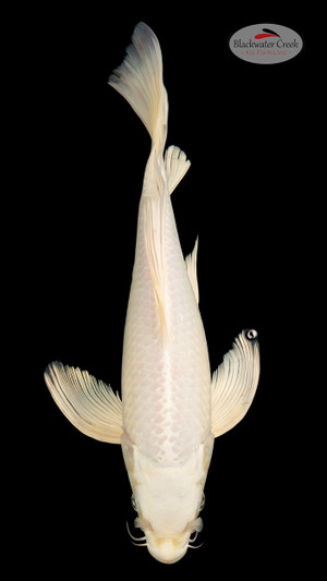 Platinum 15 inches [EB11-4226-80]