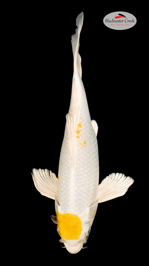 Hariwake 11 inches [EC3-4226-83]