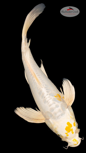 Doitsu Hariwake 15 inches [EC3-4226-87]