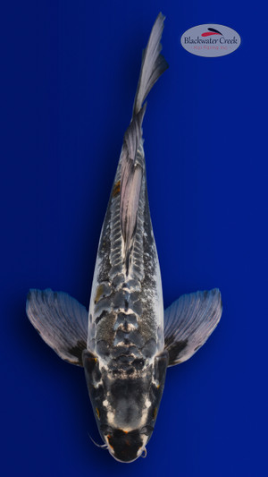 Kumonryu 15 inches [EC3-4226-90]