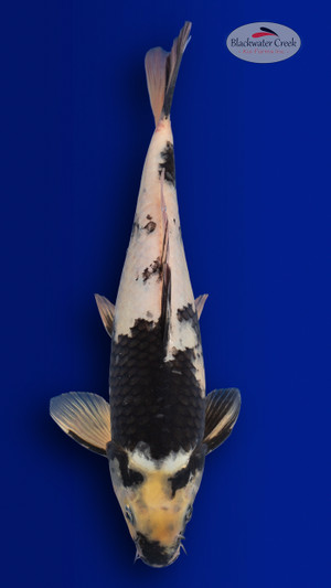 Shiro Utsuri 13 inches [EC3-4226-91]