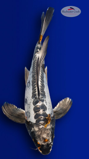 Kikokuryu 13 inches [EC8-4226-94]