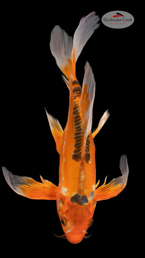 Shusui 13 inches [EC8-4226-99]