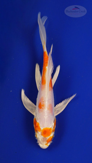 Fish 127, 3-4 inches [PW-T6-127]