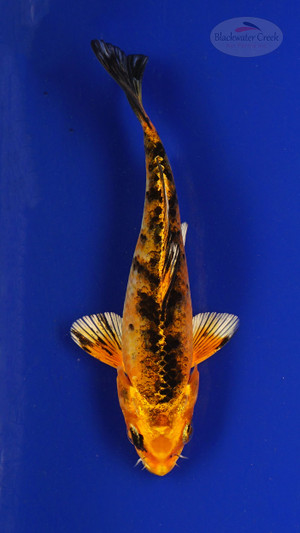 Fish 131, 3-4 inches [PW-T6-131]