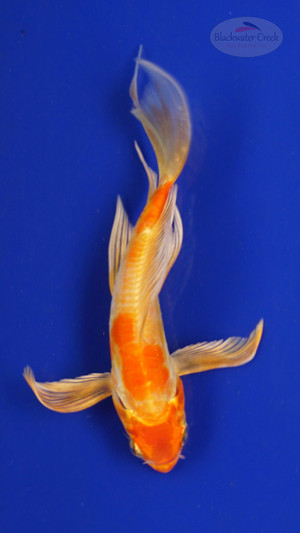 Fish 133, 3-4 inches [PW-T6-133]