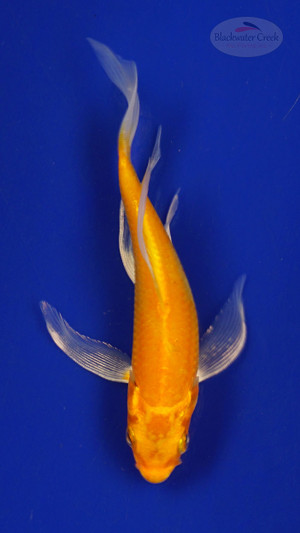 Fish 137, 3-4 inches [PW-T6-137]
