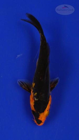 Fish 140, 3-4 inches [PW-T6-140]