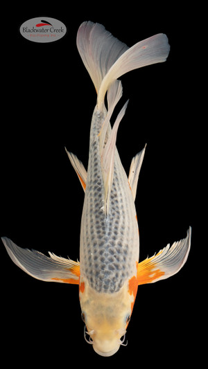 Asagi 19 inches [EC10-4226-102]