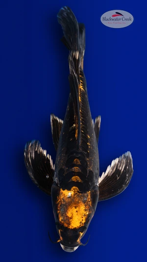Kikokuryu 11 inches [EC10-4226-105]