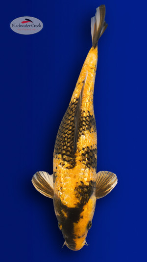 Kin Ki Utsuri 13 inches [EC10-4226-108]