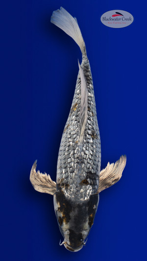 Gin Rin Soragoi 14 inches [EC10-4226-109]