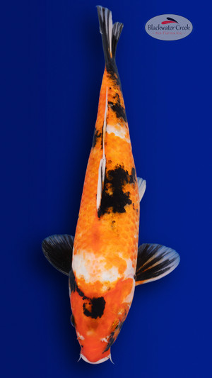 Showa 17 inches [EC10-4226-111]