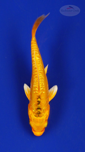 Fish 141, 3-4 inches [PW-T7-141]