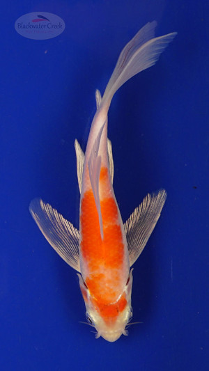 Fish 143, 3-4 inches [PW-T7-143]