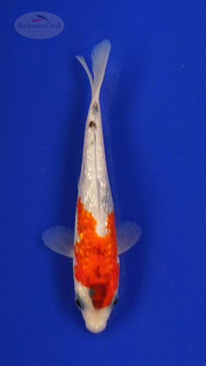 Fish 145, 3-4 inches [PW-T7-145]