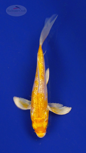 Fish 146, 3-4 inches [PW-T7-146]