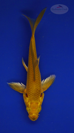 Fish 147 3-4 inches [PW-T7-147]