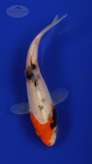 Fish 149 3-4 inches [PW-T7-149]