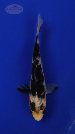 Fish 150 3-4 inches [PW-T7-150]