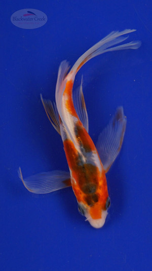 Fish 151 3-4 inches [PW-T7-151]