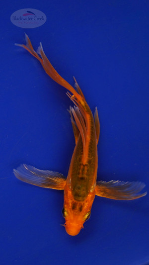 Fish 152 3-4 inches [PW-T7-152]