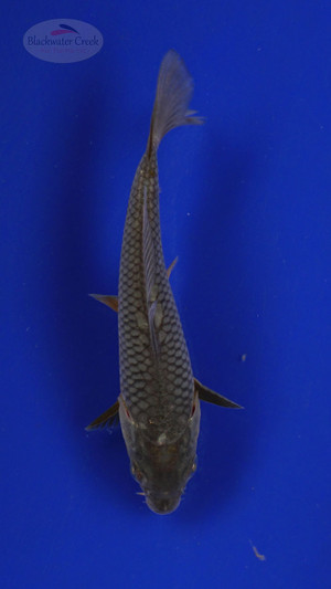 Fish 153 3-4 inches [PW-T7-153]