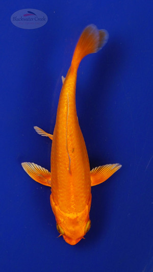 Fish 154 3-4 inches [PW-T7-154]