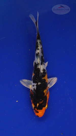 Fish 157 3-4 inches [PW-T7-157]