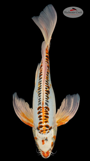 Shusui 16 inches [ES2-4226-120]