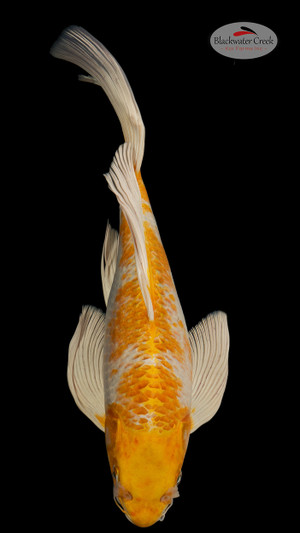 Hariwake 17 inches [ES2-4226-121]