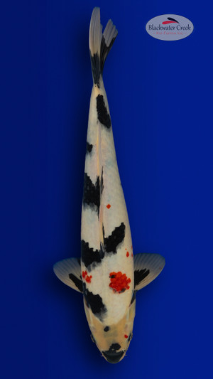 Showa 18 inches [ES2-4226-124]