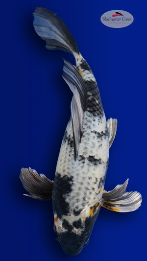 Shiro Utsuri 14 inches [ES2-4226-134]