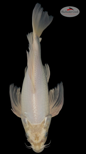 Platinum 13 inches [ES2-4226-139]