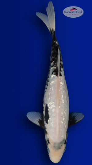 Kumonryu 15 inches [ES2-4226-144]