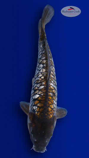 Doitsu Gin Rin Ochiba 12 inches [ES2-4226-146]