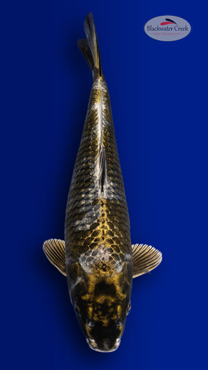 Doitsu Soragoi 12 inches [ES2-4226-148] - Blackwater Creek Koi Farms