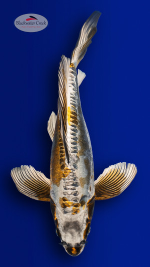 Kikokuryu 16 inches [EC11-4226-116]