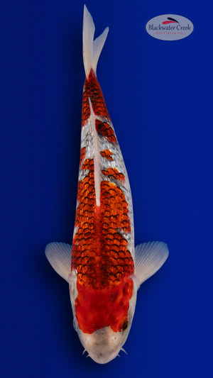 Goshiki 14 inches [EC5-4226-151]