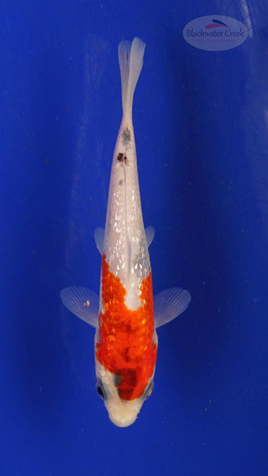 Fish 161 3-4 inches [PW-T7-161]