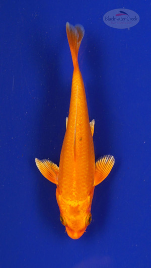 Fish 162 3-4 inches [PW-T7-162]