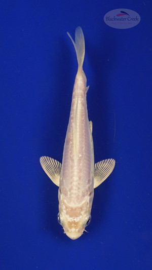 Fish 164 3-4 inches [PW-T7-164]