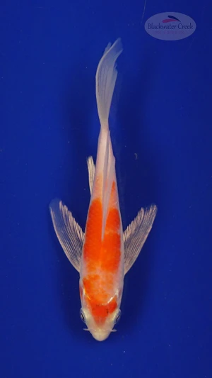 Fish 165 3-4 inches [PW-T7-165]