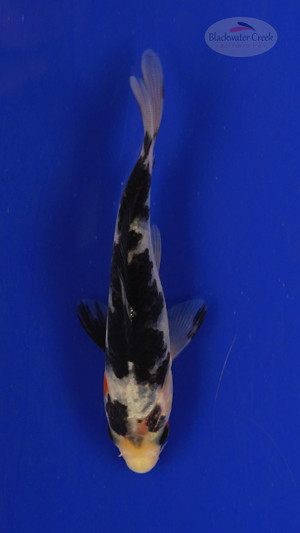 Fish 172 3-4 inches [PW-T7-172]